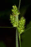 Fuzzy wuzzy sedge